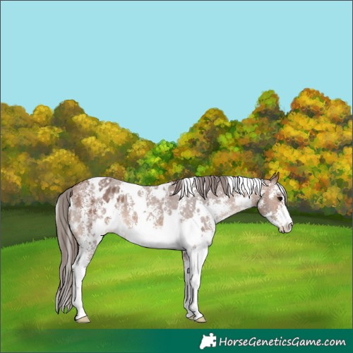 Horse Color:White Spotted Bay Sabino Appaloosa 