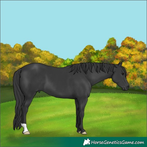 Horse Color:Black 