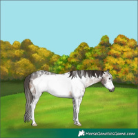 Horse Color:Gray Brown Sabino Frame Appaloosa 