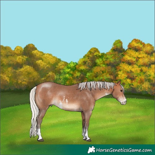 Horse Color:Silver Bay Sabino 