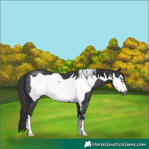 Horse Color:Black Frame 