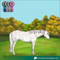 Horse Color:Silver Bay Sabino Varnish 