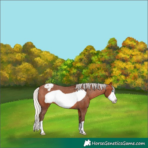 Horse Color:Silver Bay Frame Appaloosa 