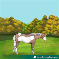 Horse Color:Silver Bay Frame Appaloosa