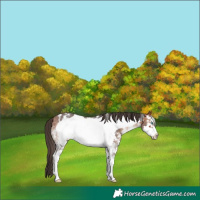 Horse Color:Bay Sabino Frame Appaloosa 