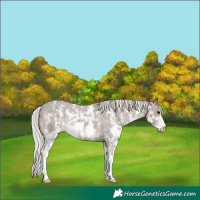 Horse Color:Silver Black Sabino Varnish 