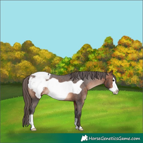 Horse Color:Brown Frame Appaloosa 