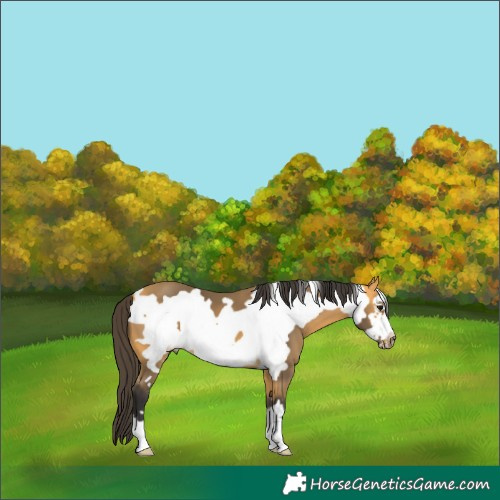 Horse Color:Buckskin Frame 