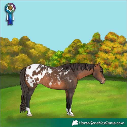 Horse Color:Bay Near Leopard 
