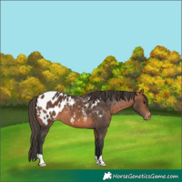 Horse Color:Bay Appaloosa