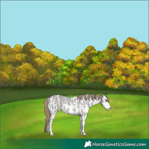 Horse Color:Smoky Grullo Sabino Appaloosa