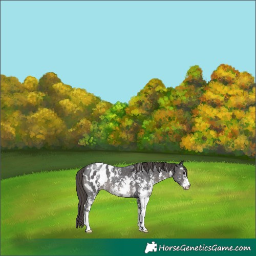 Horse Color:Smoky Black Sabino Appaloosa 