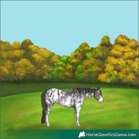 Horse Color:Smoky Black Sabino Appaloosa