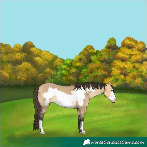 Horse Color:Buckskin Dun Frame