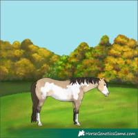 Horse Color:Buckskin Dun Frame 