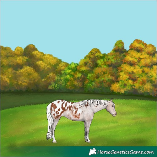 Horse Color:Silver Brown Blanket