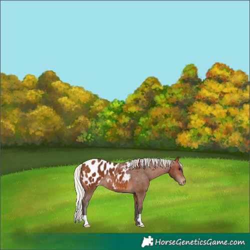 Horse Color:Silver Brown Appaloosa 