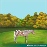 Horse Color:Silver Brown Appaloosa 