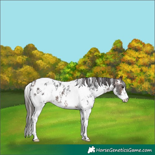 Horse Color:Brown Sabino Appaloosa 