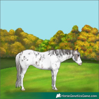 Horse Color:Brown Sabino Appaloosa