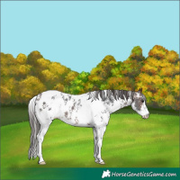 Horse Color:Brown Sabino Appaloosa 