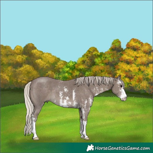Horse Color:Silver Black Sabino 