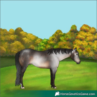Horse Color:Gray Brown Rabicano 