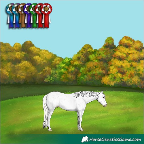 Horse Color:Silver Bay Sabino Near Leopard 