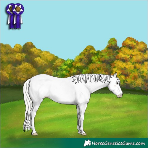 Horse Color:Silver Bay Sabino Near Fewspot 