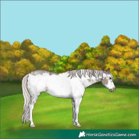 Horse Color:Silver Black Sabino Frame 