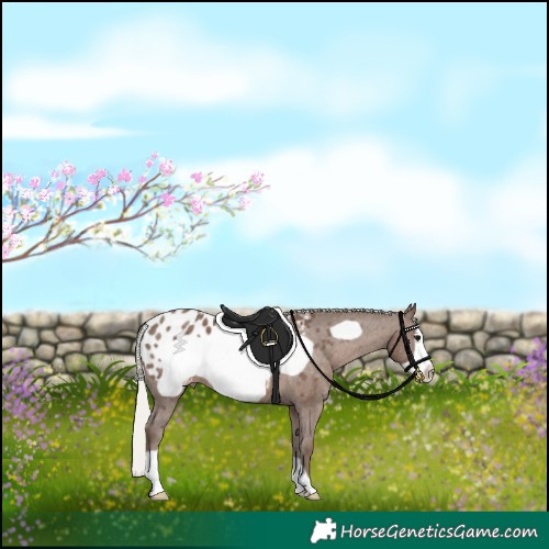 Horse Color:Silver Black Frame Appaloosa