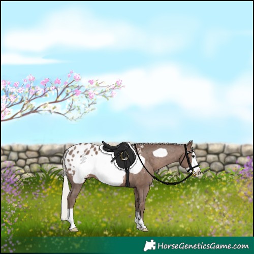 Horse Color:Silver Black Frame Appaloosa 