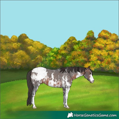Horse Color:Brown Sabino Appaloosa 