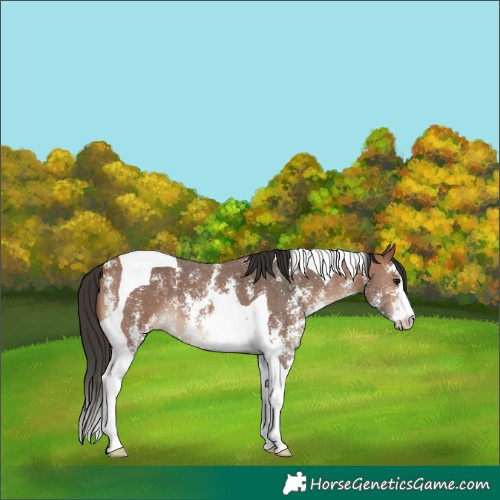 Horse Color:Bay Sabino Tobiano 