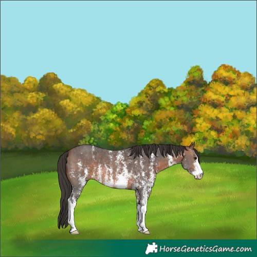 Horse Color:Brown Sabino