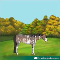 Horse Color:Brown Sabino 