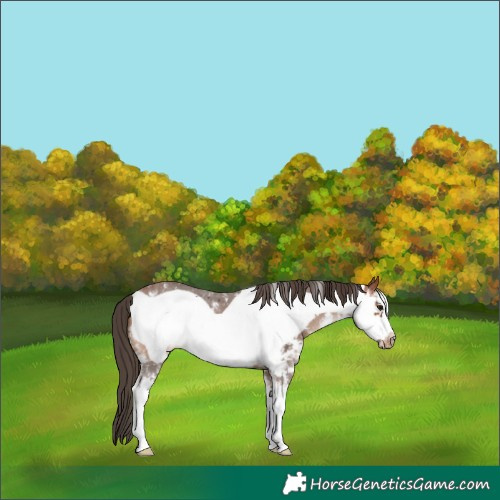 Horse Color:Bay Sabino Frame Appaloosa