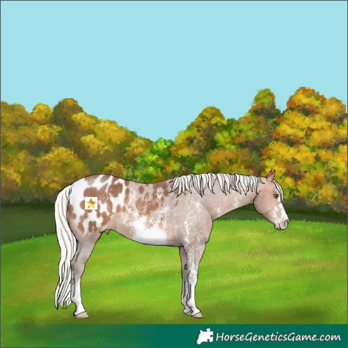 Horse Color:Silver Bay Sabino Appaloosa 