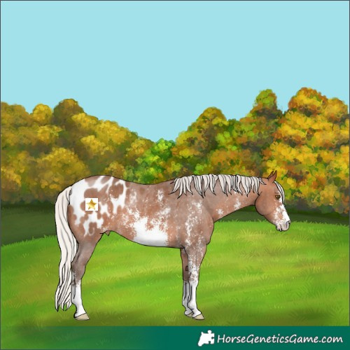 Horse Color:Silver Bay Sabino Appaloosa 