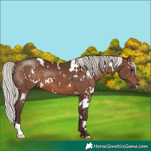 Horse Color:White Spotted Silver Brown 