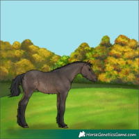 Horse Color:Brown Dun 