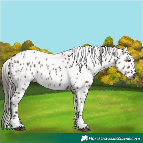 Horse Color:Gray Liver Red Dun Leopard