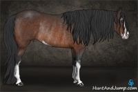 Horse Color:Bay Sabino Rabicano