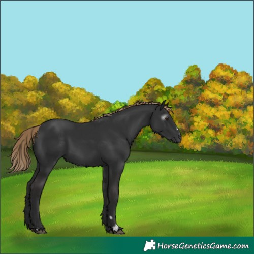 Horse Color:Gray Liver Chestnut 