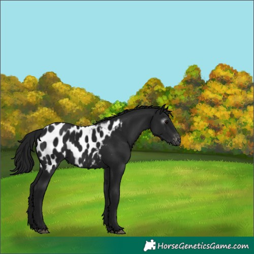 Horse Color:Gray Brown Appaloosa 