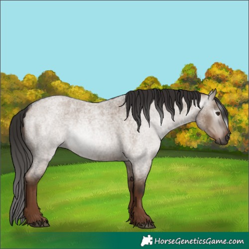 Horse Color:Gray Liver Red Dun Roan 