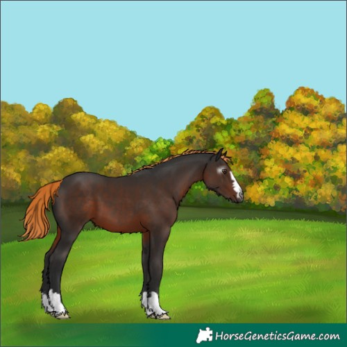 Horse Color:Gray Liver Chestnut 