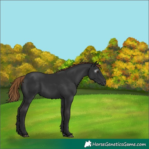 Horse Color:Gray Liver Chestnut