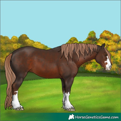 Horse Color:Liver Chestnut 