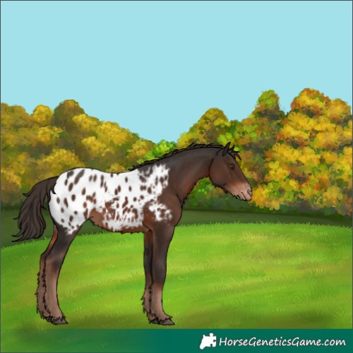Horse Color:Liver Chestnut Appaloosa